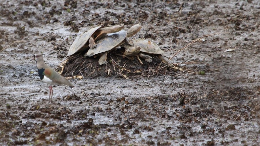 La sequía, el calor y la bajante del Paraná provocan mortandad de peces y tortugas de agua