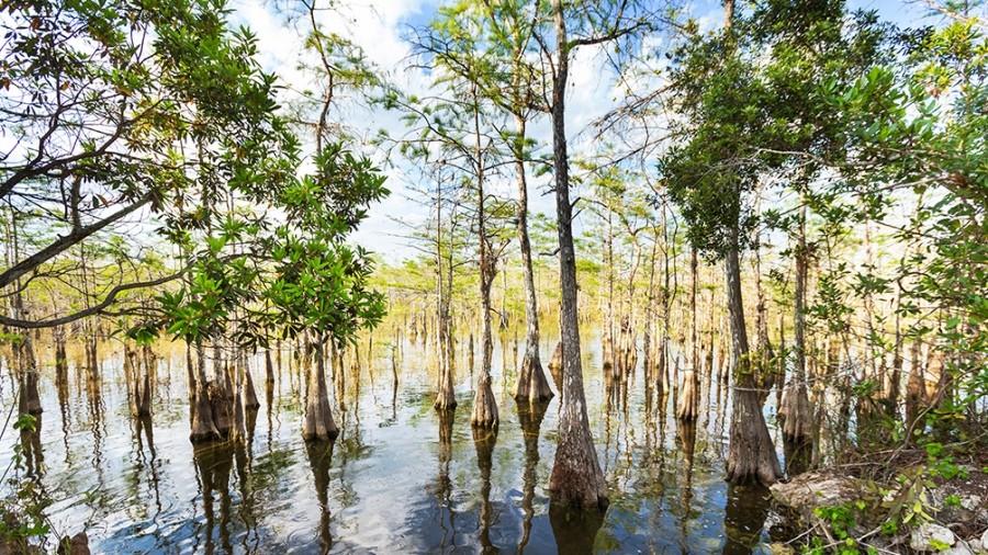 Estados Unidos anunció un programa de recuperación del mayor humedal del país