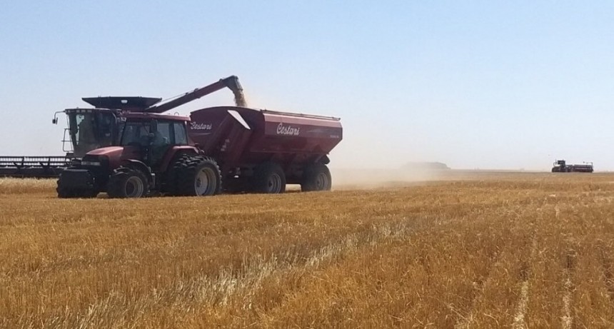 En Córdoba, estiman que la cosecha de trigo duplicó a la de la campaña pasada