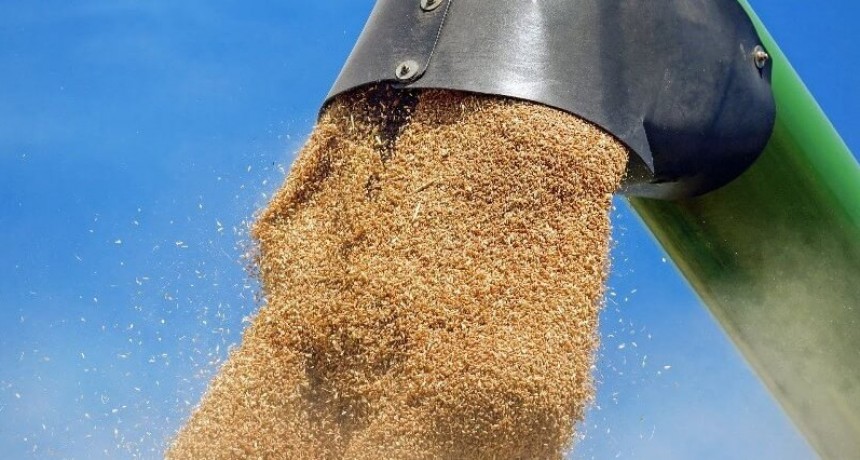 La cosecha de trigo sigue creciendo: cómo almacenarlo de manera segura