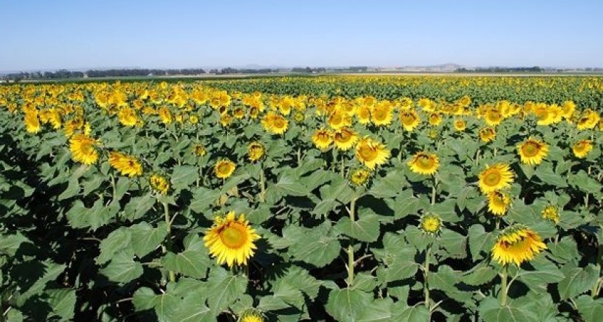 Girasol 2021/22: el a&ntilde;o de los r&eacute;cords mundiales