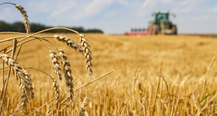 Trigos de alto rendimiento: tres casos de éxito en diferentes zonas del país