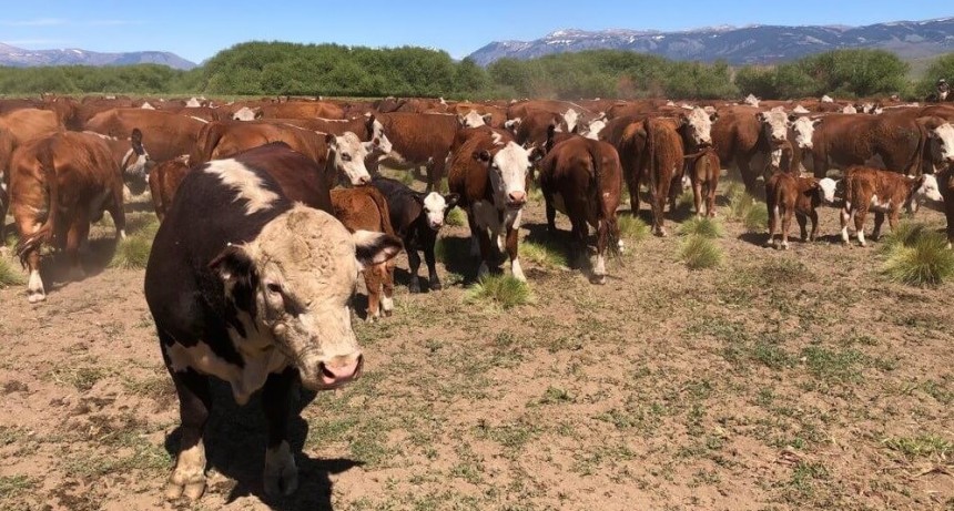 Corderos, novillos y pinos que se combinan en la cordillera patagónica: un día en los campos de Benetton