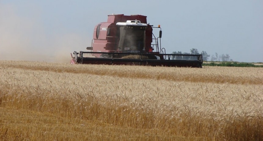 La sequía golpeó al trigo cordobés, que en esta campaña perderá U$S 900 millones