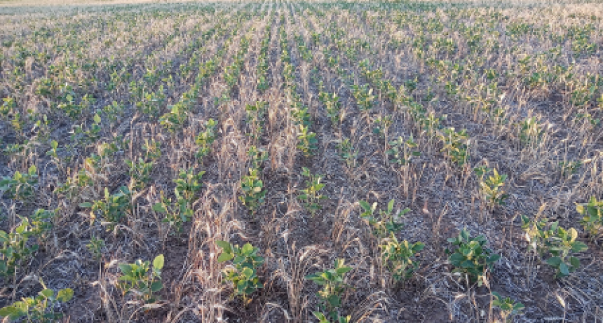“Nadie se explica cómo en tres meses sucedió esto: puede haber productores que no cosechen nada”