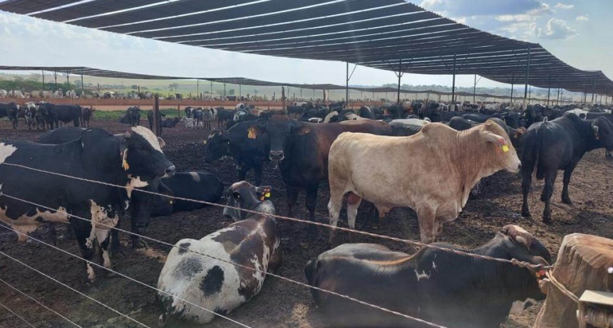 El uso de sombra, una estrategia para reducir el estrés calórico en bovinos sin resignar rentabilidad