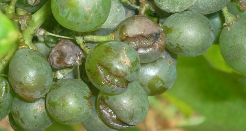 No solo es sequía: el granizo y la helada tardía dejaron a Mendoza sin 26.000 hectáreas de uvas y otras frutas