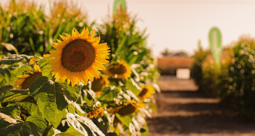 Un alivio que llega desde el sur de la regi&oacute;n agr&iacute;cola: destacan el buen estado del girasol local