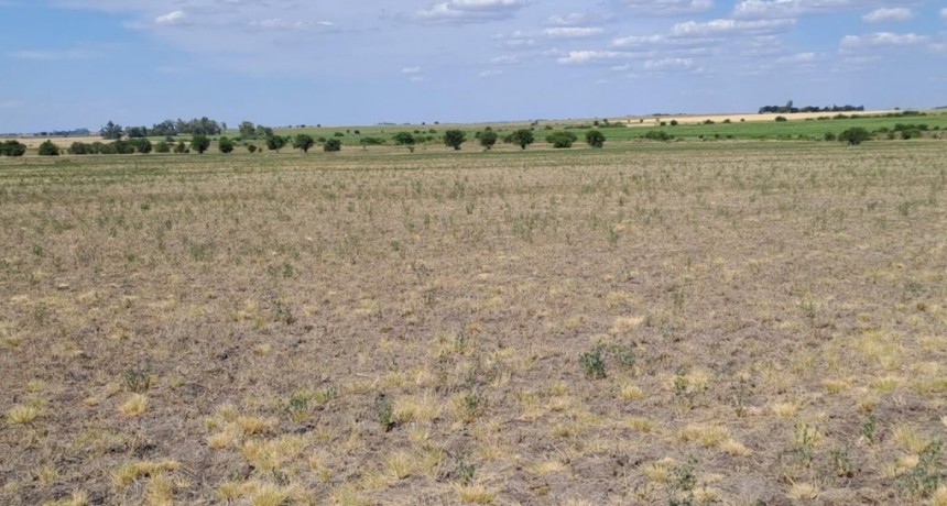 Buenos Aires extendió el estado de emergencia y desastre agropecuario hasta marzo