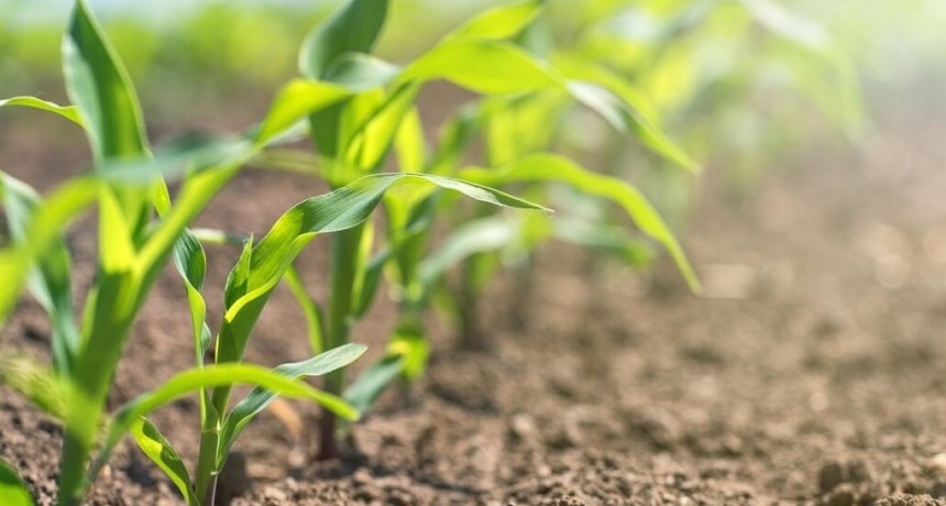 Lluvias: los valores de agua útil en una región productiva clave muestran el impacto positivo de El Niño