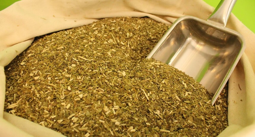 Lo que la sequía nos dejó: yerba mate, café y té, las economías regionales que más sufrieron en el NEA