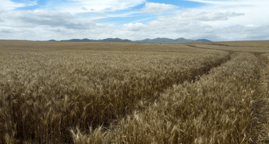 El trigo explota de rindes en el sudeste de Buenos Aires y la proyección de cosecha vuelve a aumentar