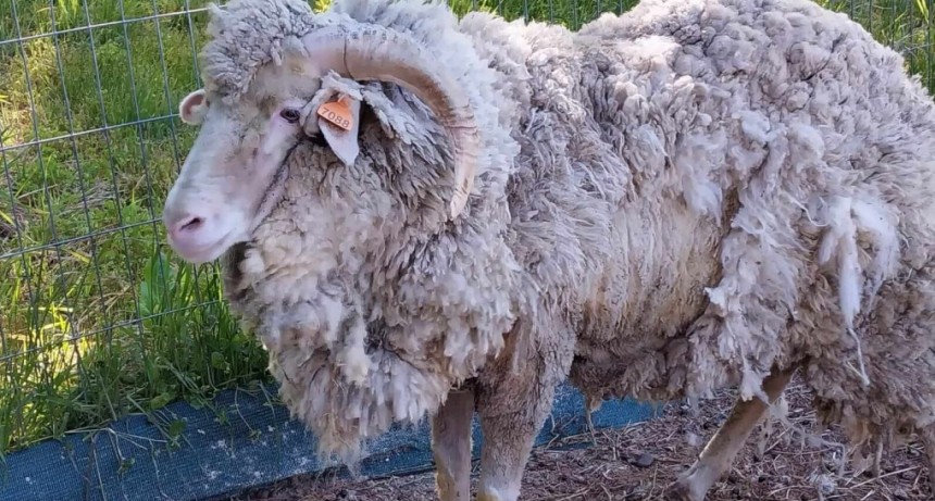 Estudian el uso de baños de inmersión móviles para tratar la sarna ovina, que crece en la Patagonia