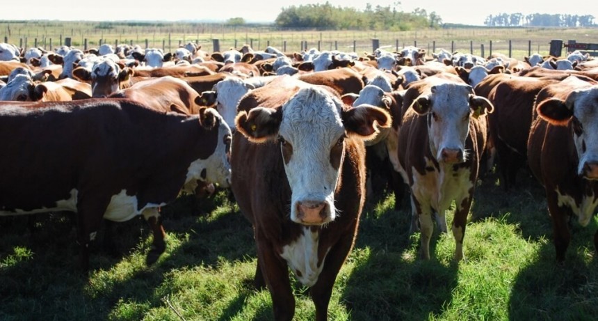 Madre Tierra: el grupo de 35 productores de Santa Fe que buscan cambiar paradigmas productivos