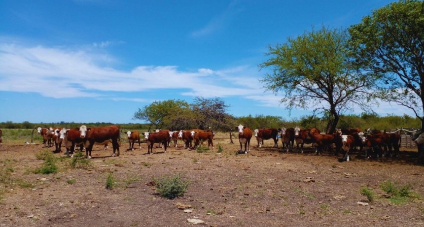 La planificación forrajera, clave para sostener el rodeo ganadero ante los eventos climáticos extremos