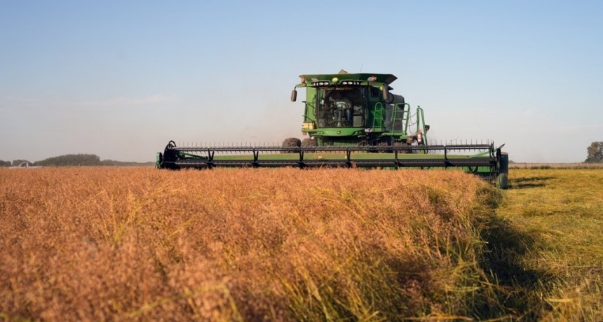 La camelina busca dar un salto exponencial en Argentina: ¿cuánto se puede ganar por hectárea?
