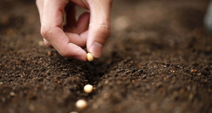 El debate por la Ley de Semillas tiene un nuevo capítulo: casi toda la Mesa de Enlace se opone a un cambio clave