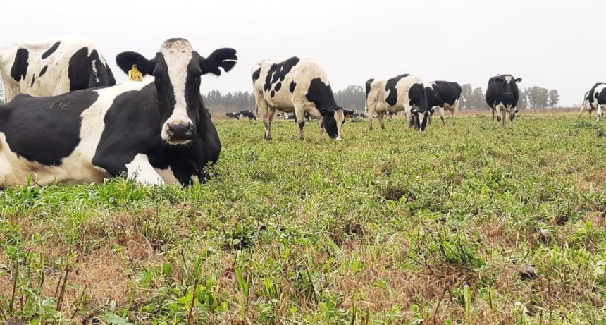 Bienestar animal: “dietas frías” y otras estrategias para reducir el estrés por calor en vacas lecheras