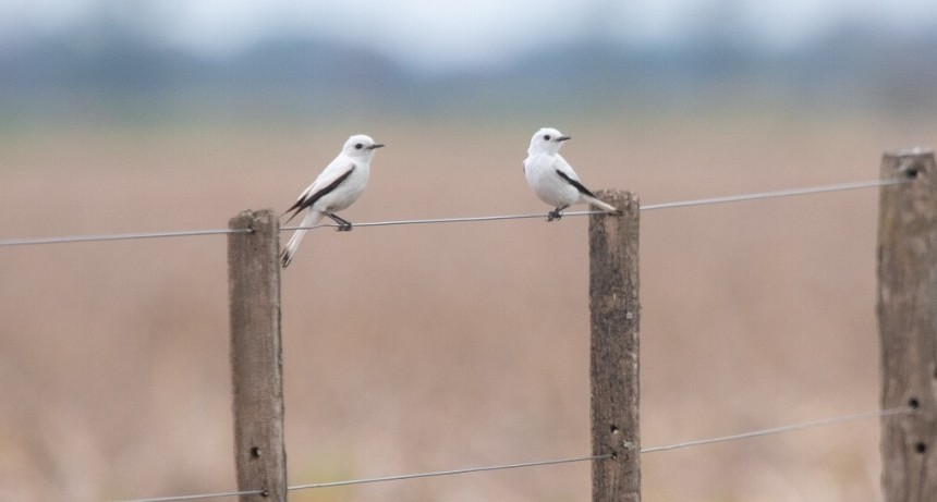 Producir conservando: realizan monitoreos de biodiversidad en campos de cuatro provincias