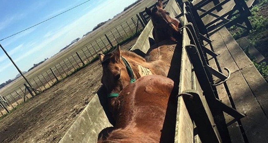 Encefalomielitis equina: establecen la vacunación obligatoria en todo el país
