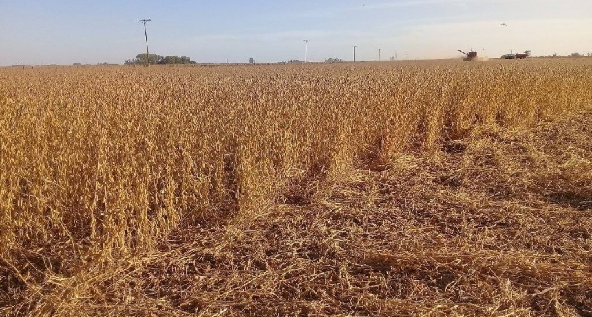 La pelea de los costos: ¿Cómo es el caso de la soja de segunda en Entre Ríos?