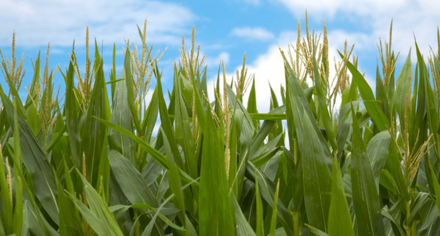 Ciencia y agro: los 5 logros 2024 de la investigación aplicada al campo