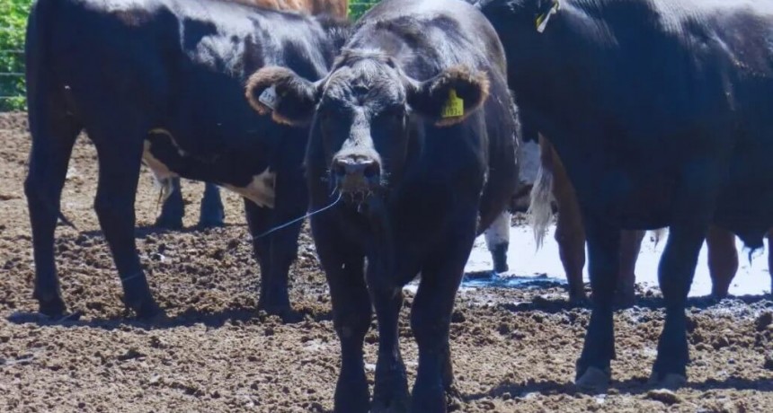 El verano y el calor: las claves del INTA para mitigar el estrés en bovinos y lograr bienestar animal