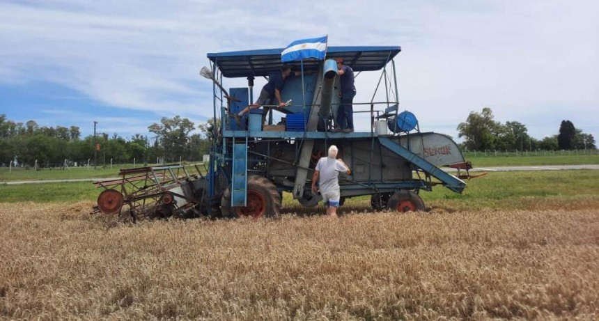 Un hobby productivo: Marcelo, el contratista de Rancagua que cosecha trigo con una máquina de 1960