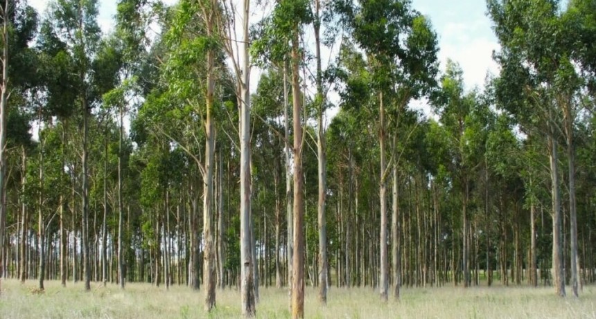 En Chaco, ensayan con clones de eucalipto para fortalecer la industria forestal