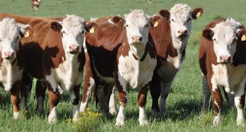 Una ganadería con números “flacos”: los novillos piden pista para expresar todo su potencial