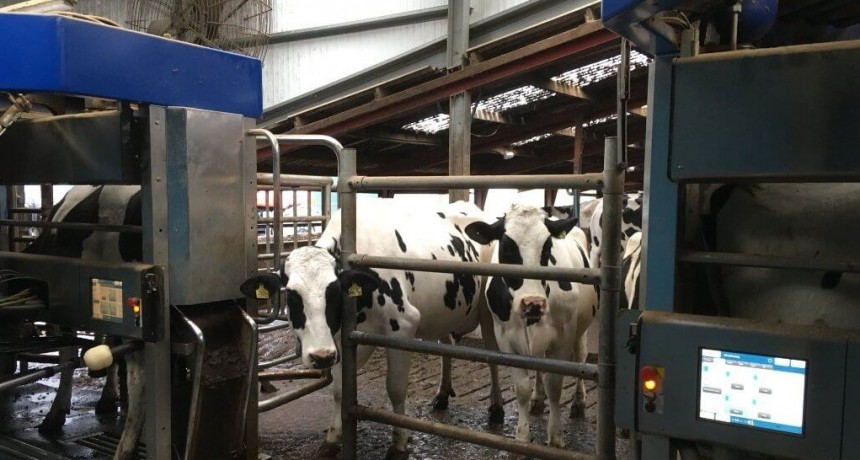 Tras un 2024 cambiante y dispar, la lechería va por un año de recuperación productiva