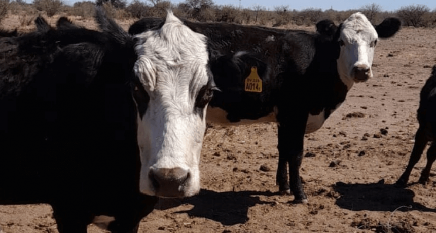 Los precios empiezan a jugar en la hacienda a causa del calor y la falta de lluvias