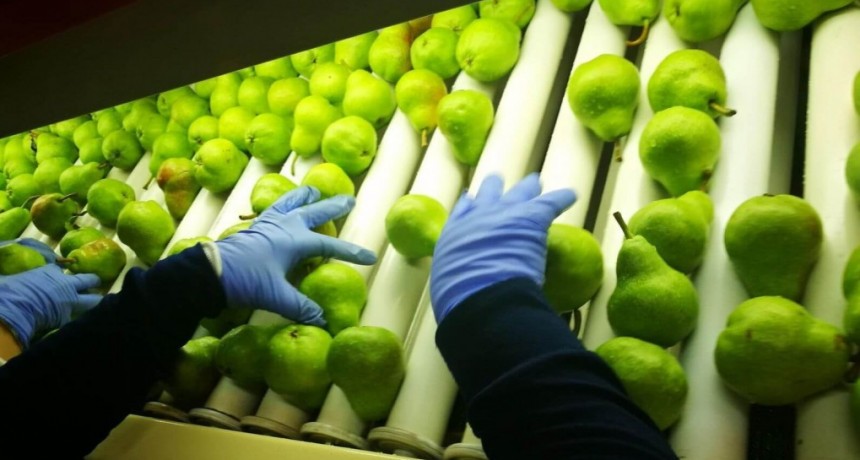 Peras y manzanas: la cosecha espera que “repunte” Brasil y que el calor no mate el sueño exportador