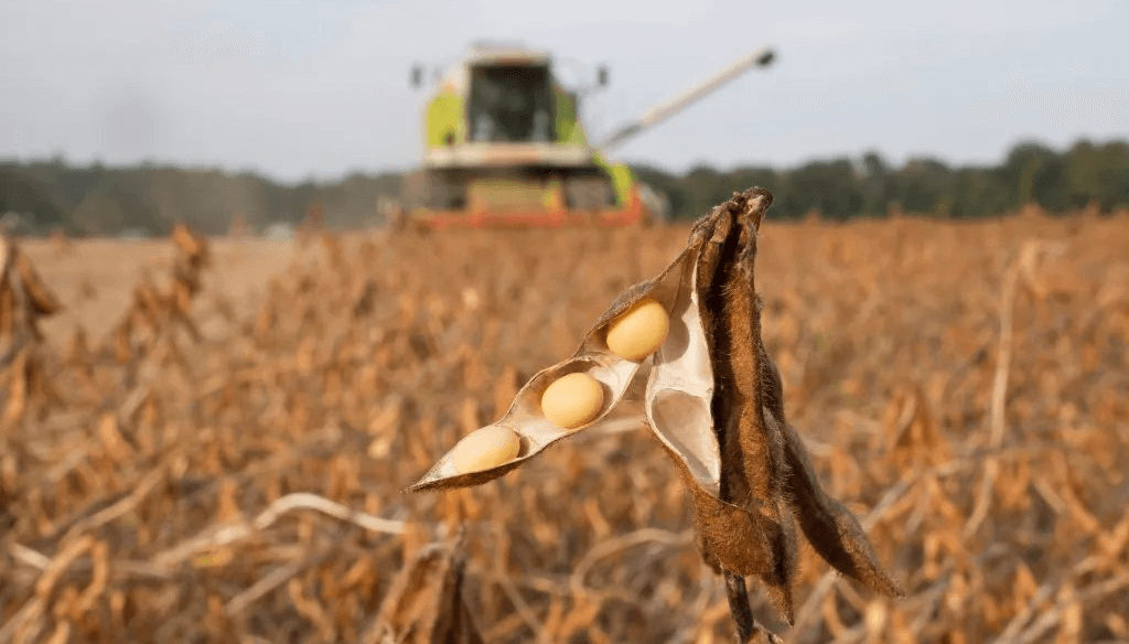 Exportaciones de soja: en 2026, Argentina debería dejar de jugar por los porotos