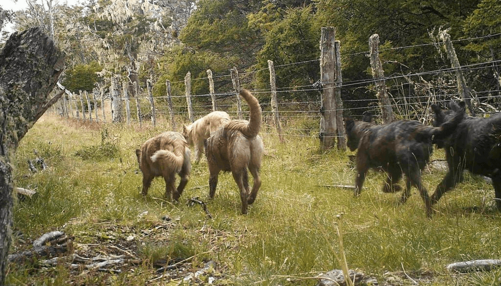 Perros asilvestrados, un drama que desespera en Tierra del Fuego: ahora atacan también a bovinos