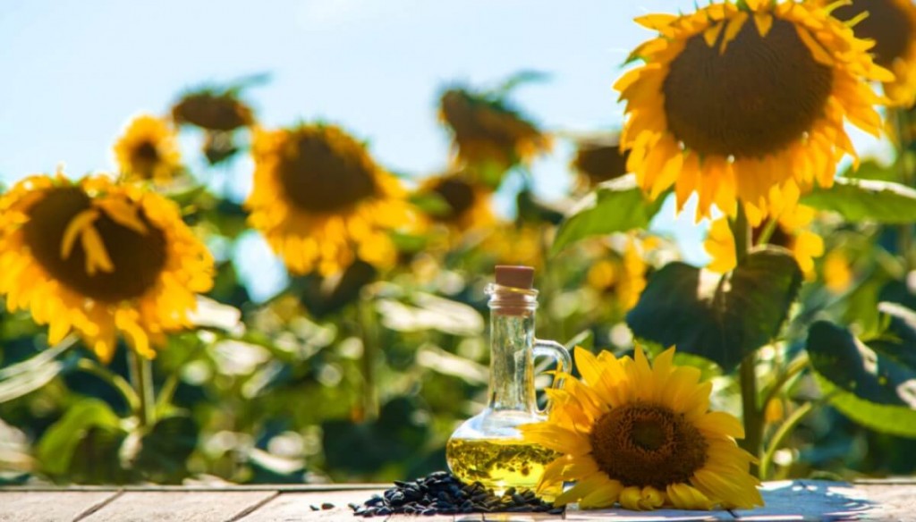 El fabuloso presente del girasol argentino: se exporta hasta al Mar Negro, principal zona productora mundial