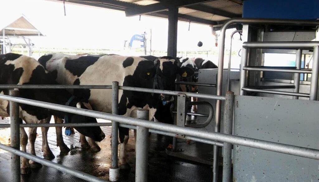 Compartir para crecer: los tamberos “robóticos” se unen para sacarle más jugo al ordeñe