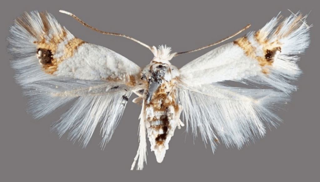 Río Negro en alerta por el avance de la polilla del álamo, en pleno inicio de la cosecha frutícola