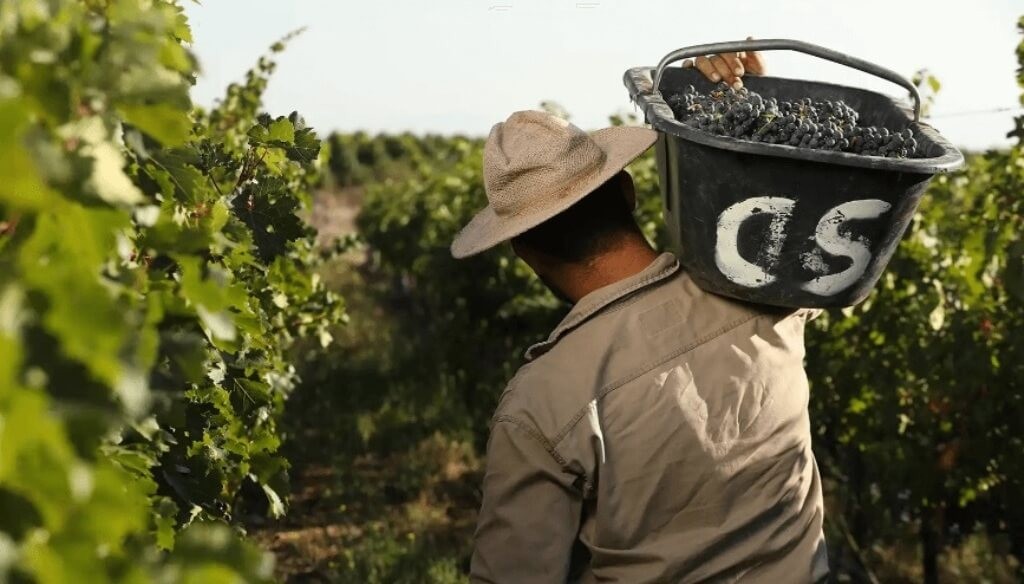 Denuncia gremial: ¿hay una crisis real en el vino o es una movida empresaria para no subir salarios?