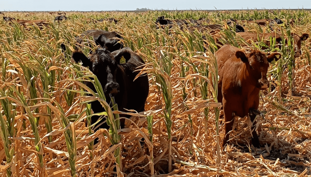 Inundaciones, sequías y el retorno de la chicharrita: el camino del maíz ahora se llenó de obstáculos