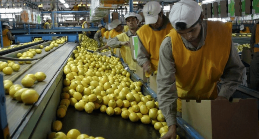 “La superficie citrícola del NOA presenta una etapa de cambios en su extensión”