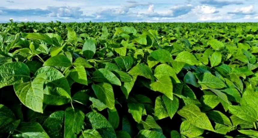 ¿Cómo será 2026?: El agro dejó atrás un año “pasado por agua”, con un 20% más de lluvias en la Zona Núcleo