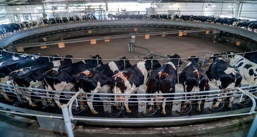 Un tobogán en la lechería que no encuentra piso: 2025 fue otro año con pérdidas de tambos