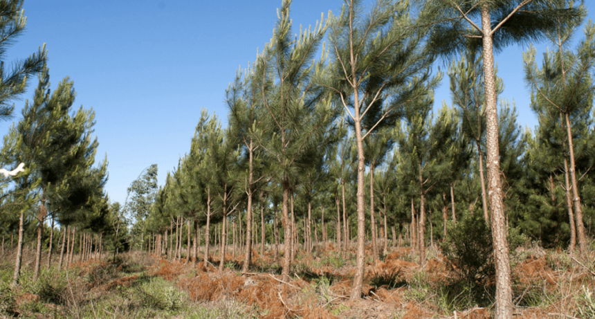 El NEA, con una “dinámica positiva”: el impulso de la bioenergía, el arroz, la yerba y la forestación