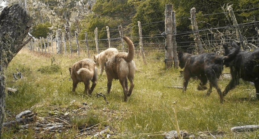 Perros asilvestrados, un drama que desespera en Tierra del Fuego: ahora atacan también a bovinos
