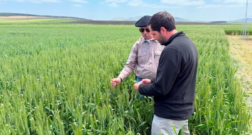 ¿Por qué el trigo logró una cosecha récord?: un caso testigo en el corazón triguero del sur bonaerense