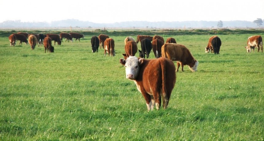 Con maíz en abundancia, la ganadería “recría” una meta para 2026: producir más carne por animal