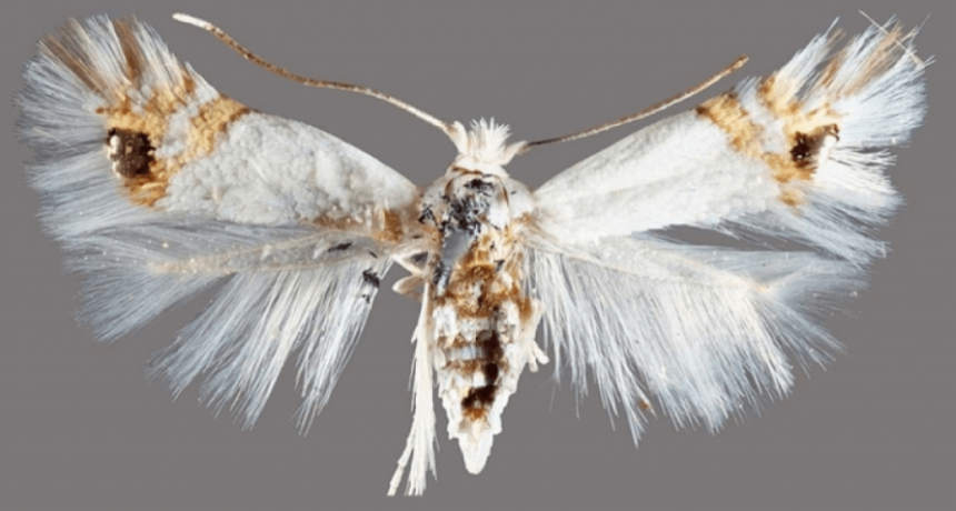 Río Negro en alerta por el avance de la polilla del álamo, en pleno inicio de la cosecha frutícola