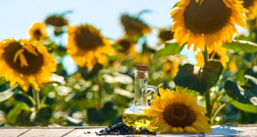 Otro éxito del girasol: fue la cadena agroindustrial de mayor crecimiento exportador en 2025