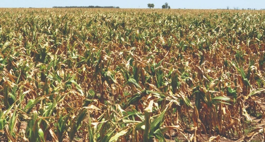 Productores entrerrianos afectados por la seca podrán financiarse por 5 millones de pesos